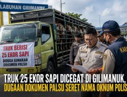 Pengiriman 25 Ekor Sapi di Gilimanuk Digagalkan, Dugaan Surat Karantina Palsu Diselidiki